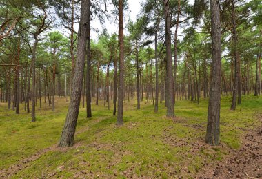 Yazın yeşil çam ormanı