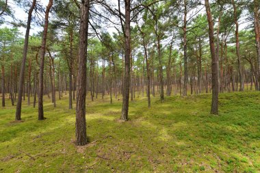 Yazın yeşil çam ormanı