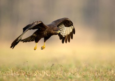 Yaygın akbaba (Buteo buteo) kapat