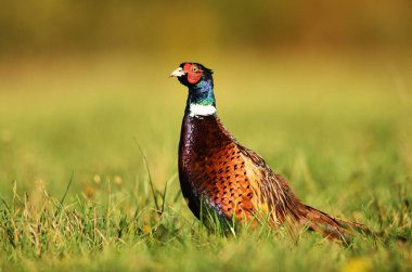 Halka yakalı Sülün (Phasianus colchicus) erkek