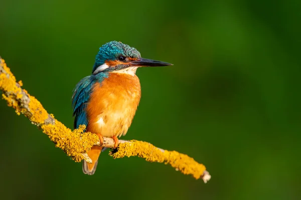 Eisvogel Alcedo Atthis Aus Nächster Nähe — Stockfoto