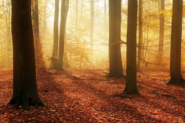 秋天的早晨 在老森林里 — 图库照片