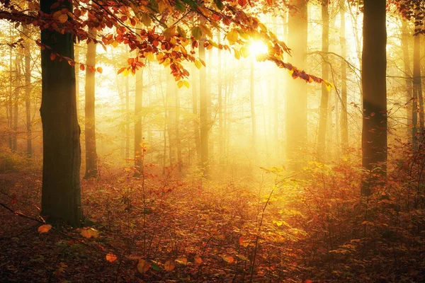Jesienny Poranek Starym Lesie — Zdjęcie stockowe