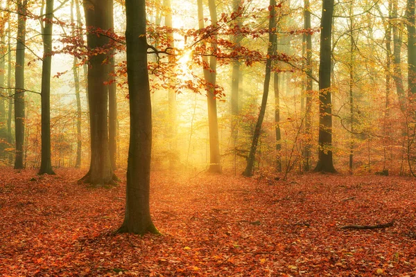 Podzimní Ráno Starém Lese — Stock fotografie
