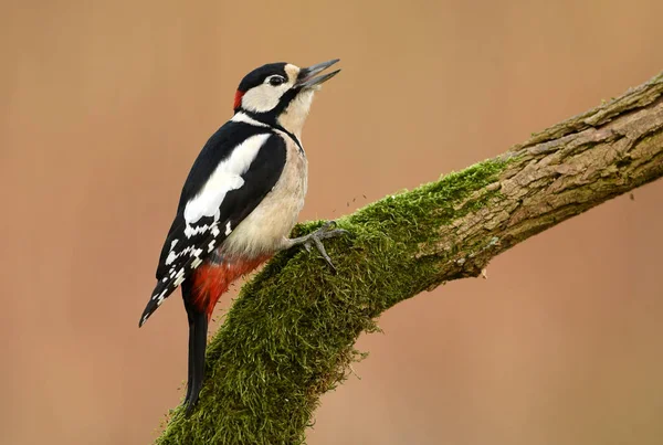 Great Spotted Woodpecker Dendrocopos Major — Stock Photo, Image