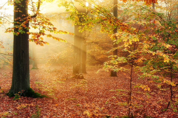 Autumn morning in old forest