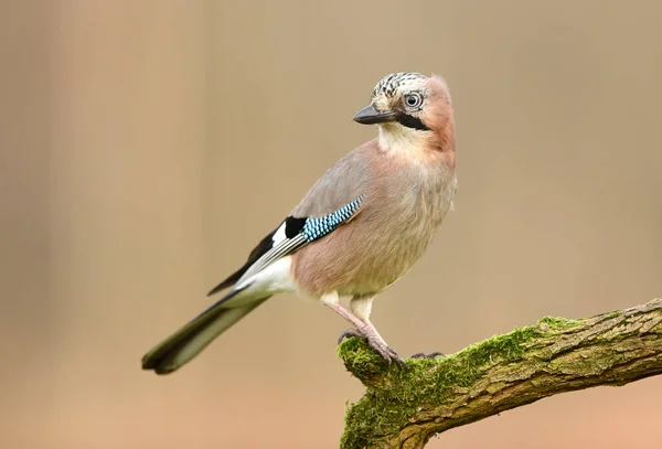 Eurasiatisk Kaj Garrulus Glandarius Nära Håll — Stockfoto