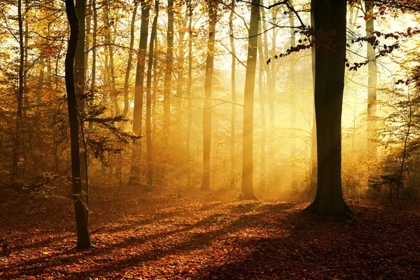 Matin Automne Dans Vieille Forêt — Photo