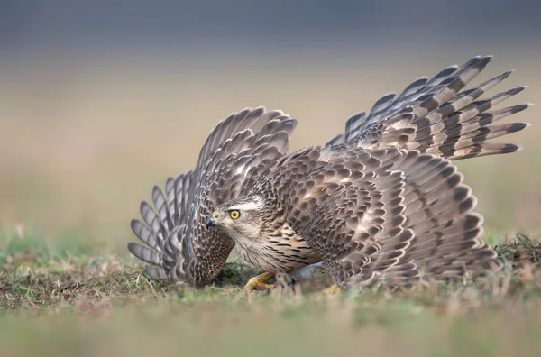 Northern Goshwak Accipiter Gentilis Close — Stock Photo, Image