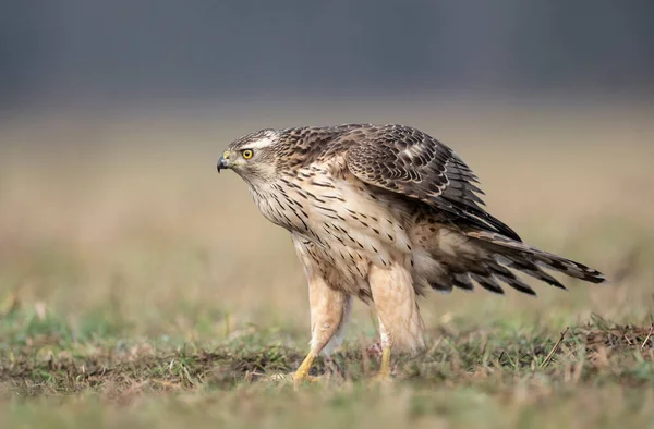 Північний Ґосвак Accipiter Gentilis Закривається — стокове фото