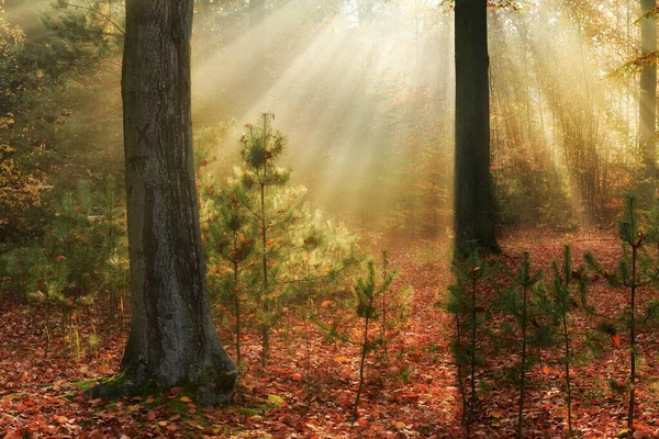 Herbstmorgen Alten Wald — Stockfoto