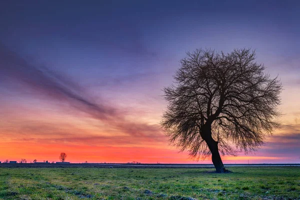 Árbol Solitario Sobre Fondo Cielo Colorido Durante Puesta Del Sol —  Fotos de Stock