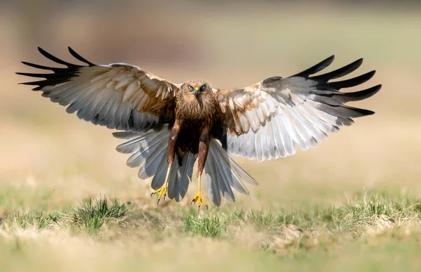 Marsh Harrier Circus Aeruginosus Erkek — Stok fotoğraf