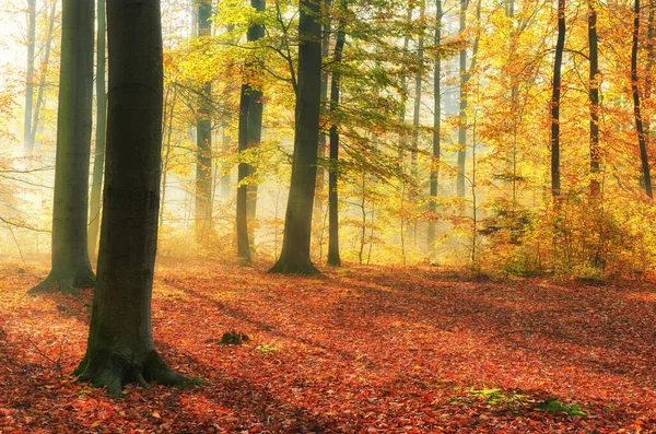 Matin Automne Dans Vieille Forêt — Photo