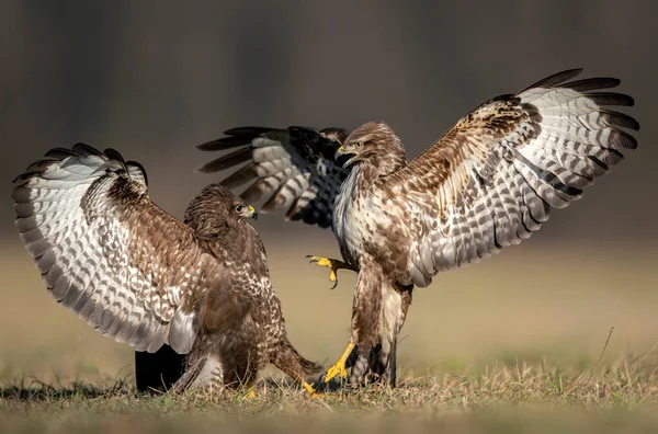 Звичайний Двобій Buteo Buteo — стокове фото