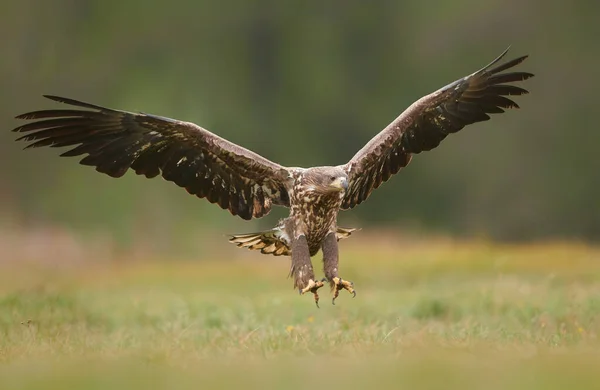 Orel Běloocasý Haliaeetus Albicilla Bojuje Podzimní Scenérii — Stock fotografie