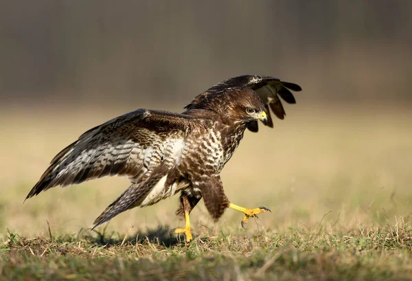 Obecný Krkavec Buteo Buteo Zblízka — Stock fotografie