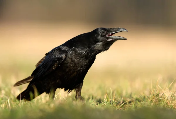 Cuervo Corvus Corax Cerca —  Fotos de Stock