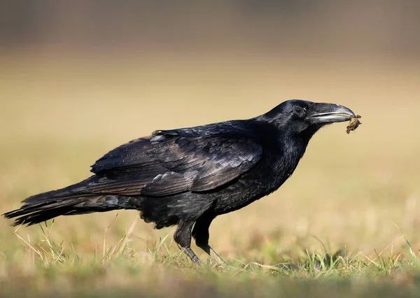 Κοράκι Corvus Corax Κοντινό — Φωτογραφία Αρχείου