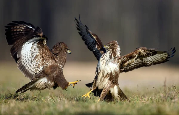 Poiana Comune Buteo Buteo Lotta — Foto Stock