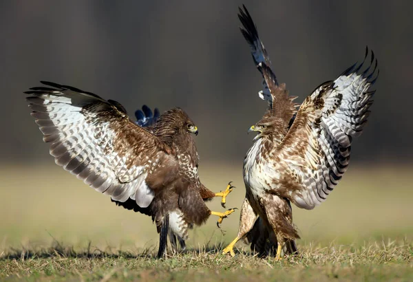 Buizerd Buteo Buteo Strijd — Stockfoto