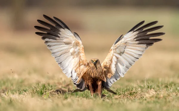 Marsh Harrier Circus Aeruginosus Samiec — Zdjęcie stockowe