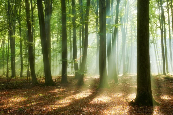 Piękny Poranek Lesie — Zdjęcie stockowe