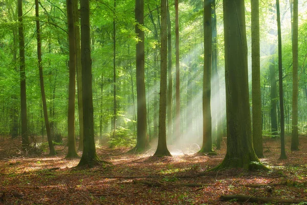 Beautiful Morning Forest — Stock Photo, Image