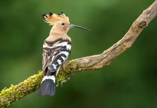 Eurasian Hoopoe Common Hoopoe Upupa Epops — Stock Photo, Image