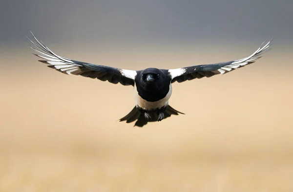 Elster Flug Pica Pica — Stockfoto