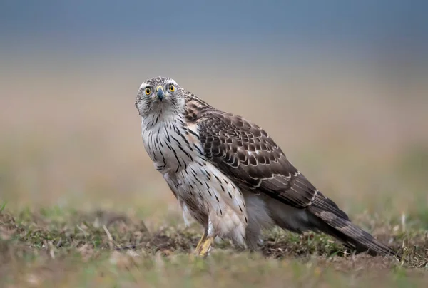 北方鹰头鹰 Accipiter Gentilis — 图库照片