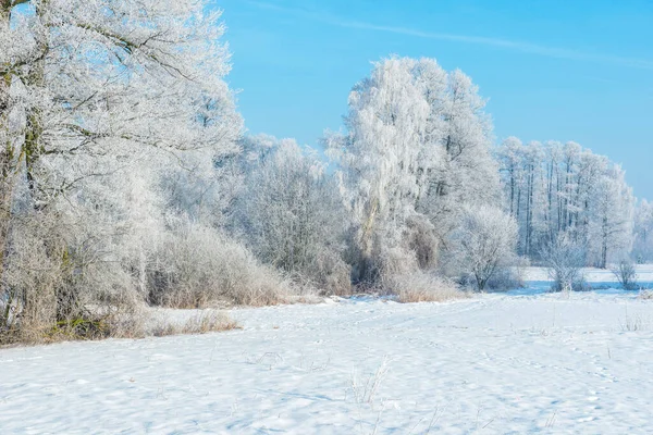 Bela Paisagem Inverno Com Geada Árvores — Fotografia de Stock