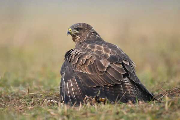 Yaygın Akbaba Buteo Buteo Kapat — Stok fotoğraf