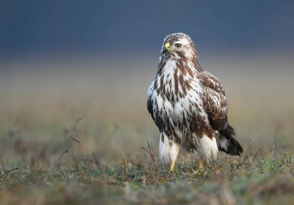 普通秃鹰 Buteo Buteo — 图库照片