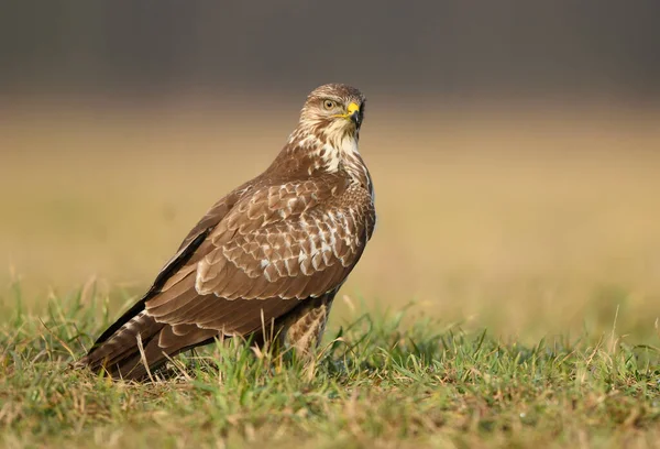 Common Buzzard Buteo Buteo Close — Stock Photo, Image