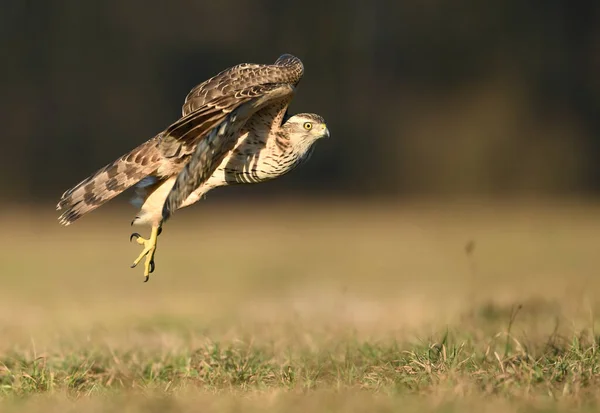 Goshawk Settentrionale Accipiter Gentilis Vicino — Foto Stock