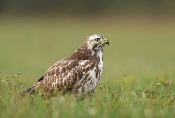 Yaygın Akbaba Buteo Buteo Kapat — Stok fotoğraf