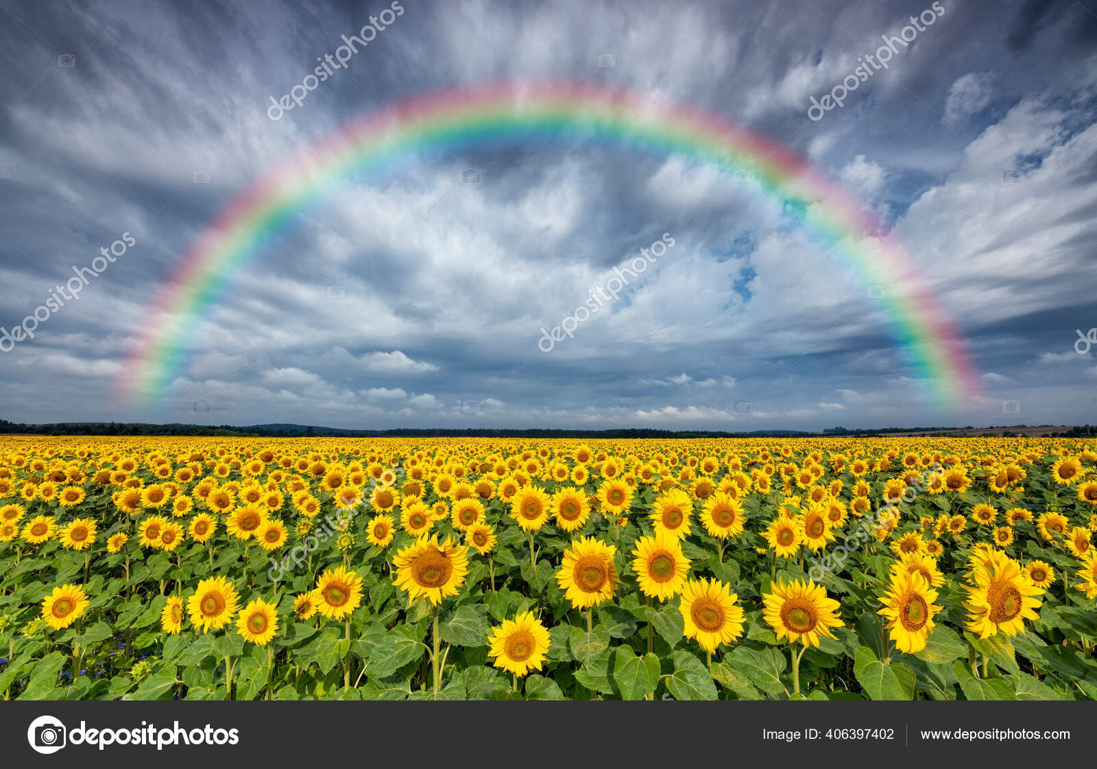 Beautiful Rainbow Sunflowers Field Stock Photo By ©kwasny222 406397402