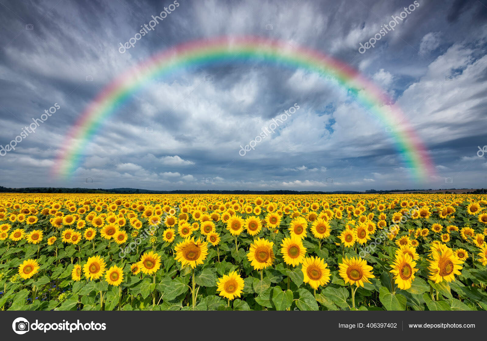 Beautiful Rainbow Sunflowers Field Stock Photo by ©kwasny222 406397402