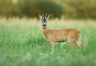 Roe deer young buck( Capreolus capreolus )