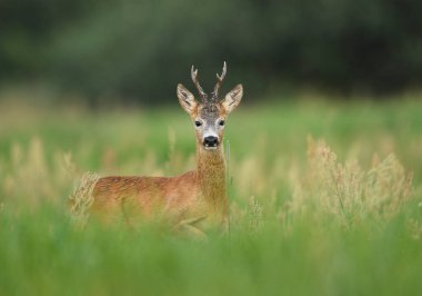 Roe geyik geyiği (Capreolus capreolus )