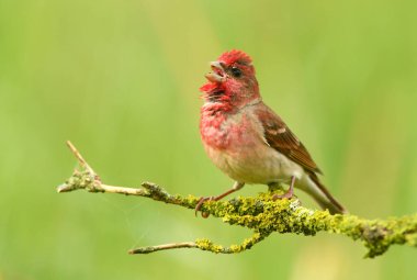 Genel gül ağacı (carpodacus erythrinus) erkek