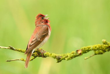 Genel gül ağacı (carpodacus erythrinus) erkek