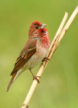 Genel gül ağacı (carpodacus erythrinus) erkek