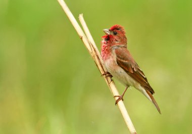 Genel gül ağacı (carpodacus erythrinus) erkek