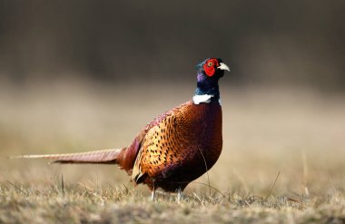 Halka yakalı Sülün (Phasianus colchicus) erkek