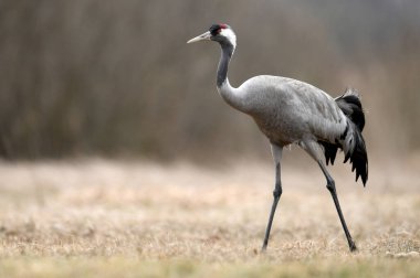 Yaygın vinç (Grus grus) kuşu