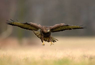 Yaygın akbaba (Buteo buteo )