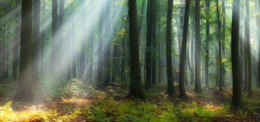 Ormanda güzel bir sabah