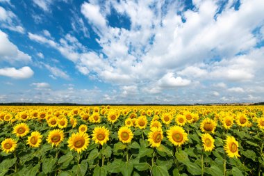 Mavi bulutlu gökyüzünde ayçiçeği tarlası